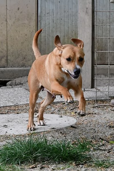 Fiore mix Labrador femmina 4anni URGE CASAhidden