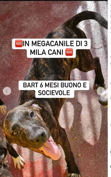 Mix Amstaff  2 fratelli tigrati 6mesi entrati l a due mesi | Foto 1