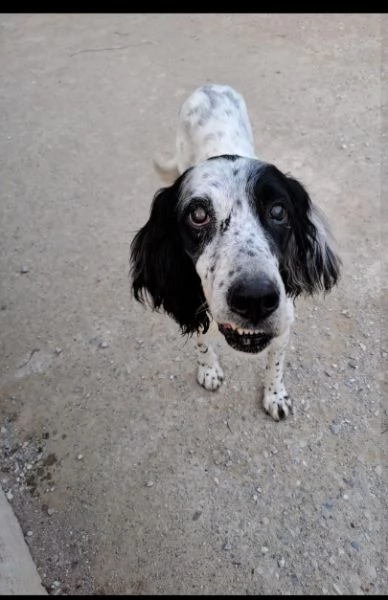 Setter 10anni ipovedente URGENTE ADOZIONE MILANO  | Foto 0