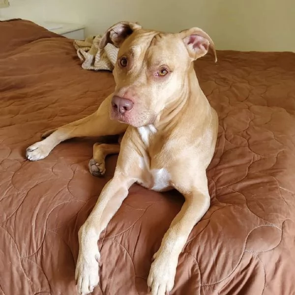 Pitbull Red Nose 6anni buonissimo LECCO URGENTE | Foto 2