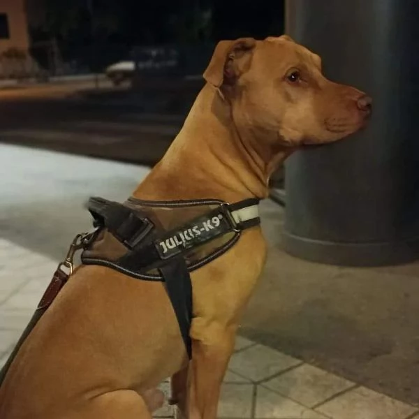 Pitbull Red Nose 6anni buonissimo LECCO URGENTE | Foto 1