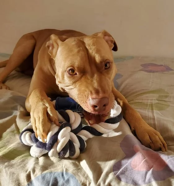 Pitbull Red Nose 6anni buonissimo LECCO URGENTE | Foto 0