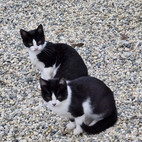 2micini 3mesi bianchi e neri aspettano casaVOGHERA PV