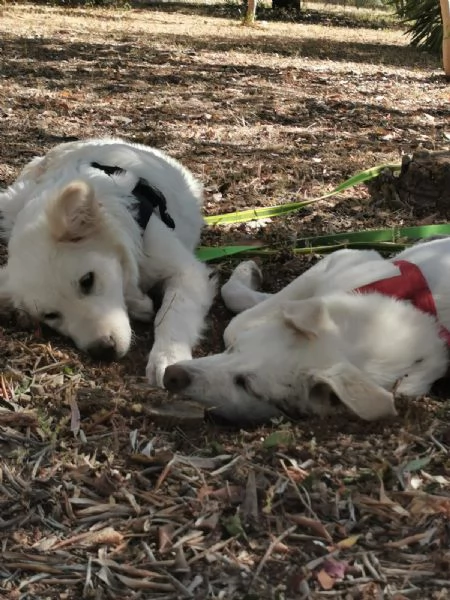 Ultimi 2cucciolotti cresciuti1anno SENZA RICHIESTEPUGLIA SOS | Foto 5