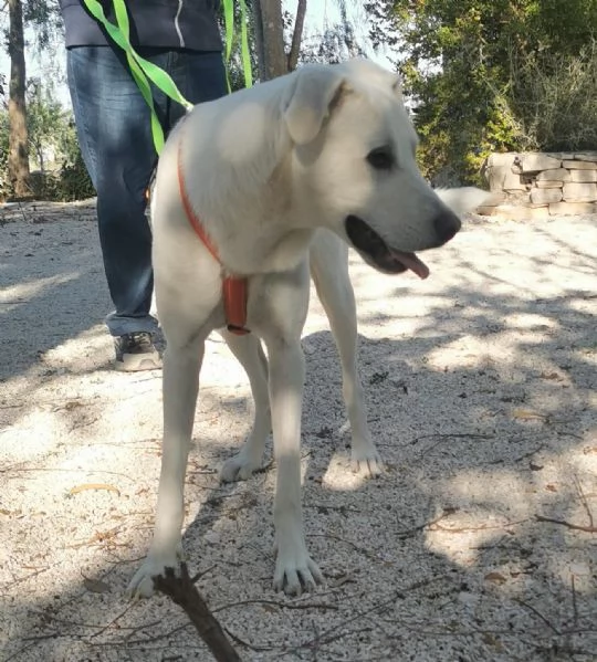 Ultimi 2cucciolotti cresciuti1anno SENZA RICHIESTEPUGLIA SOS | Foto 3