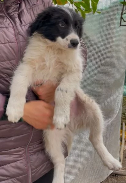 Cuccioli 3mesi pap Border Collie bellissimi FOGGIA