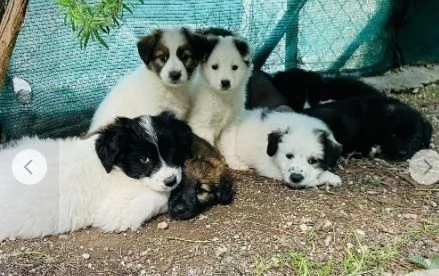 Cuccioli 3mesi pap Border Collie bellissimi FOGGIA | Foto 6