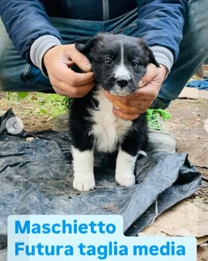 Cuccioli 3mesi pap Border Collie bellissimi FOGGIA | Foto 5