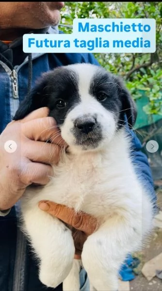 Cuccioli 3mesi pap Border Collie bellissimi FOGGIA | Foto 4