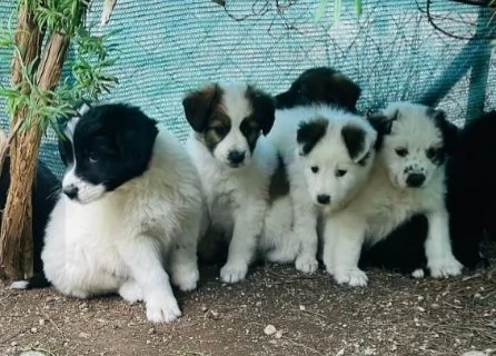 Cuccioli 3mesi pap Border Collie bellissimi FOGGIA | Foto 3