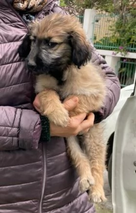 Cuccioli 3mesi pap Border Collie bellissimi FOGGIA | Foto 2