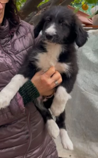 Cuccioli 3mesi pap Border Collie bellissimi FOGGIA | Foto 1