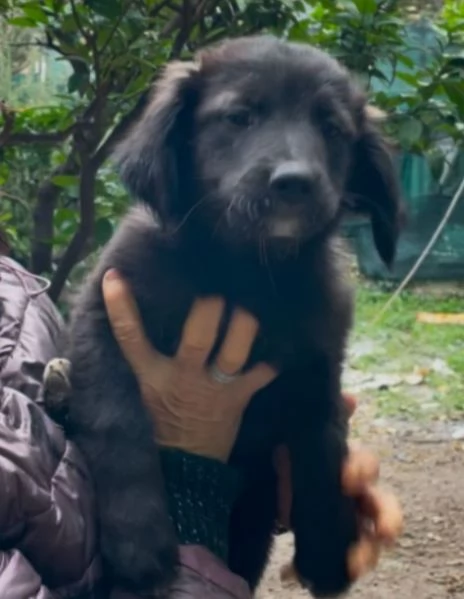 Cuccioli 3mesi pap Border Collie bellissimi FOGGIA | Foto 0