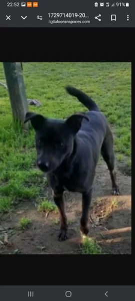 Peppino nero 4anni salvato 2anni fa  NAPOLI SOS URGENTE