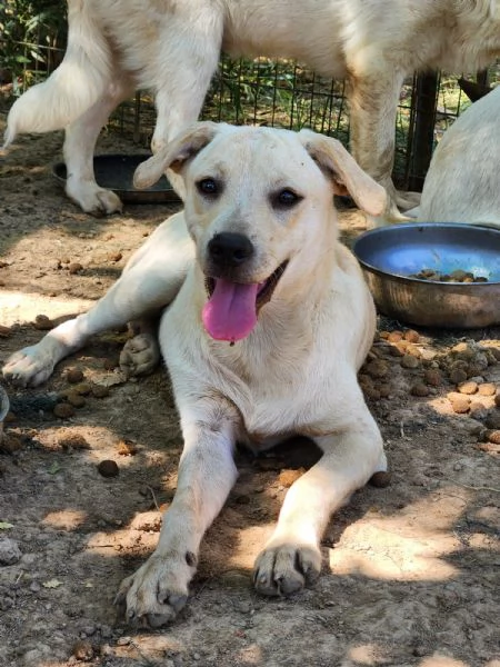 Rufus 7mesi ultimo cucciolo senza richieste CALABRIA | Foto 5