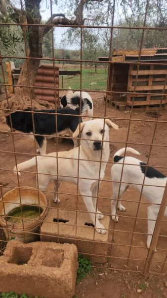 Rufus 7mesi ultimo cucciolo senza richieste CALABRIA | Foto 4