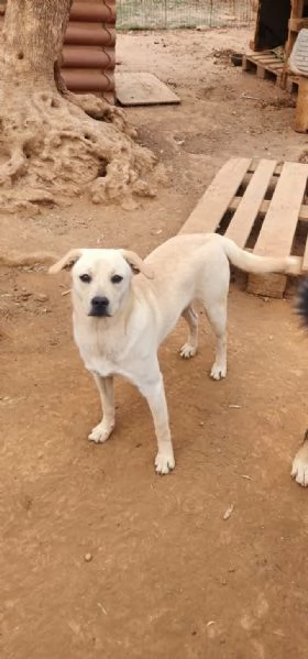 Rufus 7mesi ultimo cucciolo senza richieste CALABRIA | Foto 2