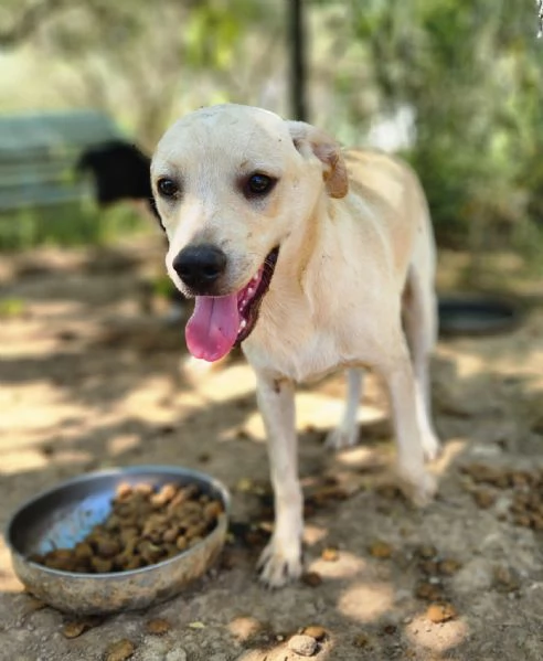 Rufus 7mesi ultimo cucciolo senza richieste CALABRIA | Foto 1