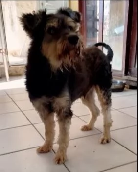 Piccolo cagnolino 12anni cieco rimasto solo in 1stanza | Foto 3