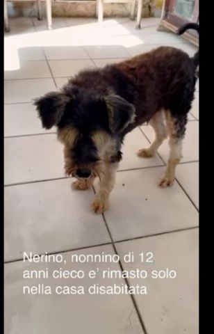 Piccolo cagnolino 12anni cieco rimasto solo in 1stanza | Foto 1