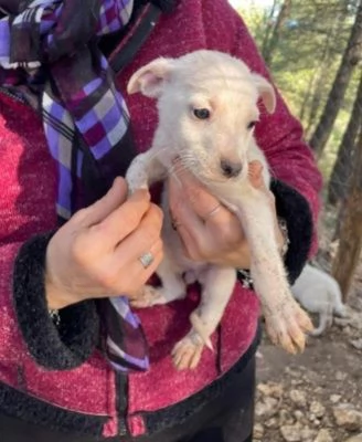 6cuccioli 3mesi medio piccoli hidden | Foto 3