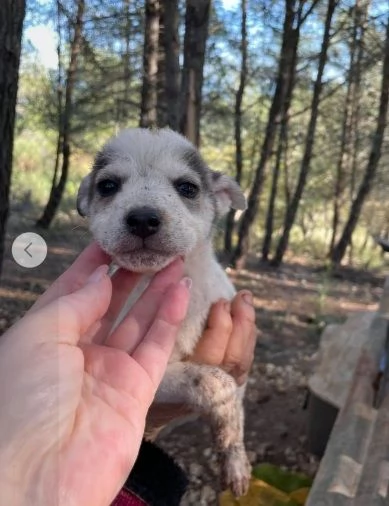 6cuccioli 3mesi medio piccoli hidden | Foto 0