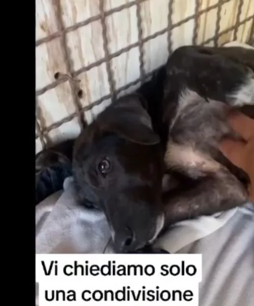 8mesi nero mollato deve trovare casaSalerno | Foto 0