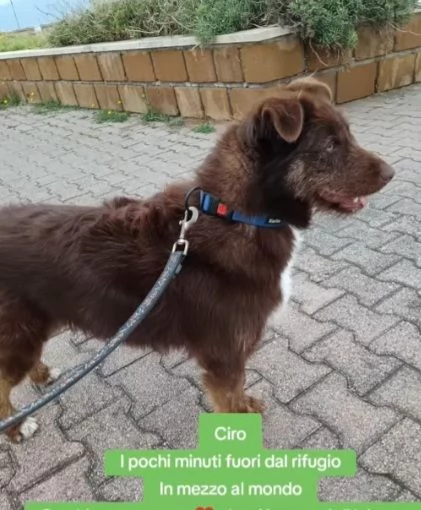 Ciro 2anni pelo fulvo occhi chiari da salvareMESSINA | Foto 2