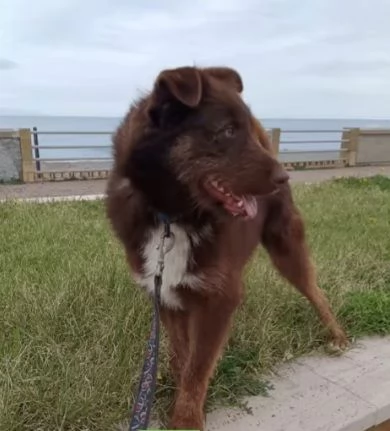 Ciro 2anni pelo fulvo occhi chiari da salvareMESSINA | Foto 1