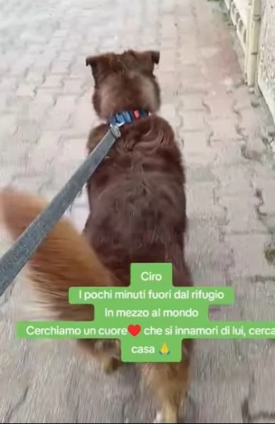 Ciro 2anni pelo fulvo occhi chiari da salvareMESSINA | Foto 0