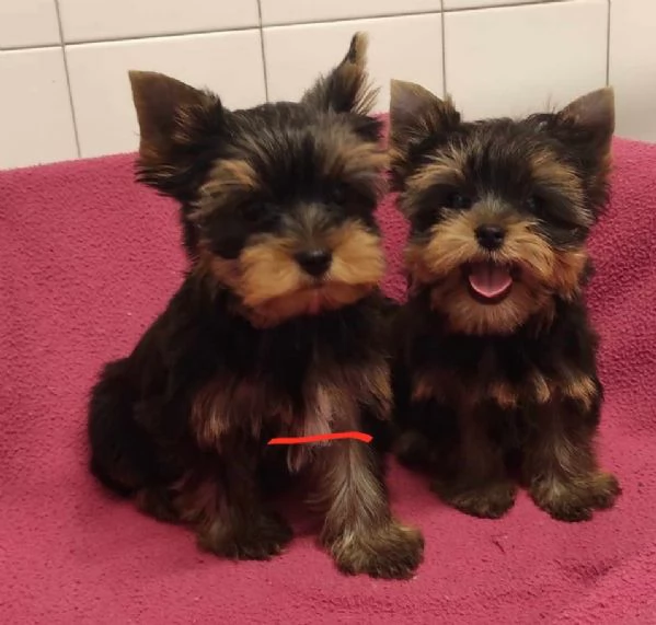 Yorkshire terrier