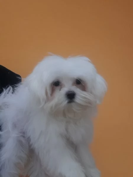 maltese | Foto 1