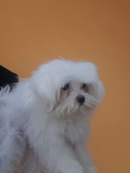 maltese | Foto 0