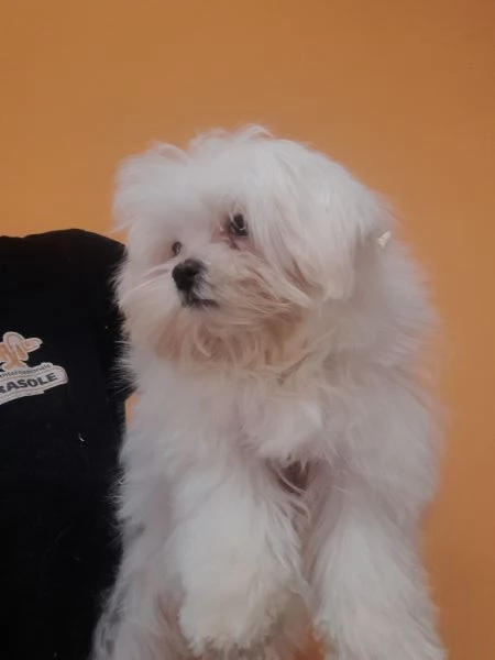 maltese