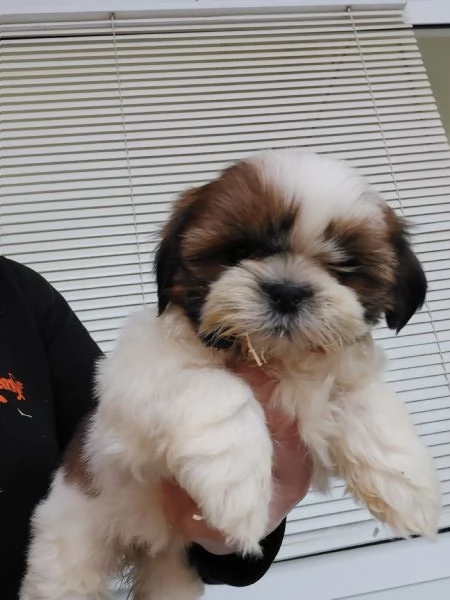 Shihtzu | Foto 3