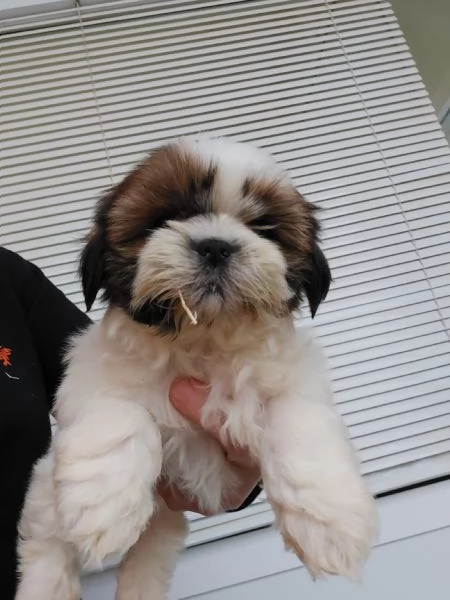 Shihtzu | Foto 2