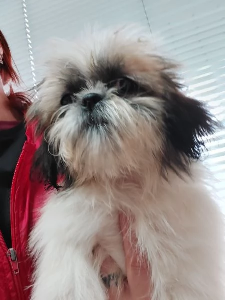 Shihtzu | Foto 1