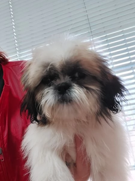 Shihtzu