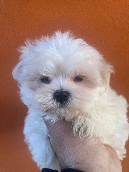 Maltese