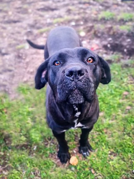 Luna cucciolona simil corso tenerissima | Foto 5