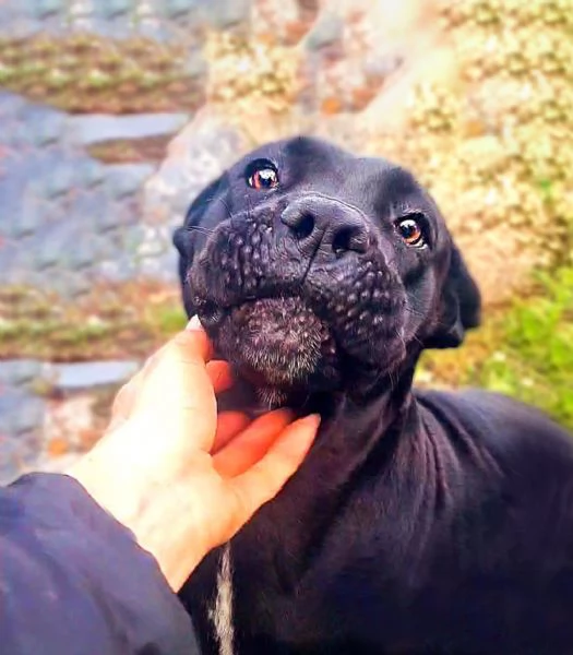 Luna cucciolona simil corso tenerissima | Foto 4