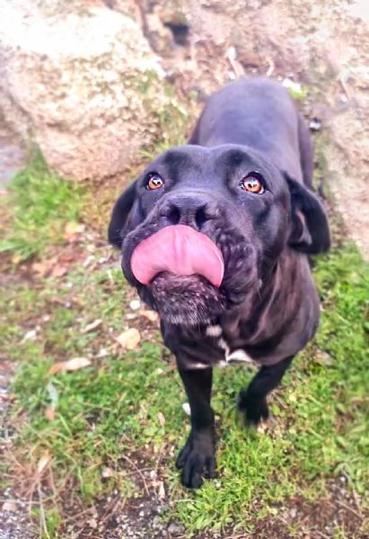 Luna cucciolona simil corso tenerissima | Foto 3