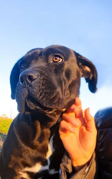 Luna cucciolona simil corso tenerissima | Foto 1