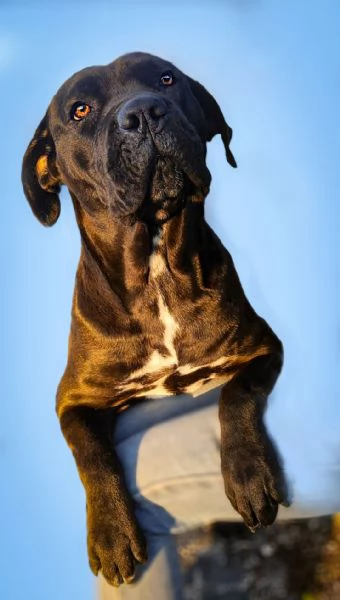 Luna cucciolona simil corso tenerissima | Foto 0