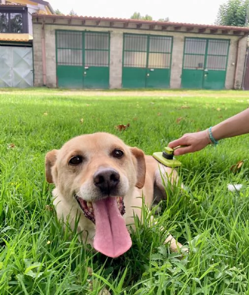 MILO dolce nonnino cerca casa