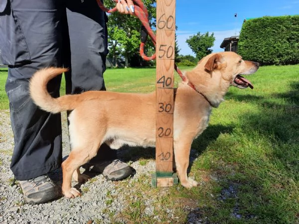 MILO dolce nonnino cerca casa | Foto 3