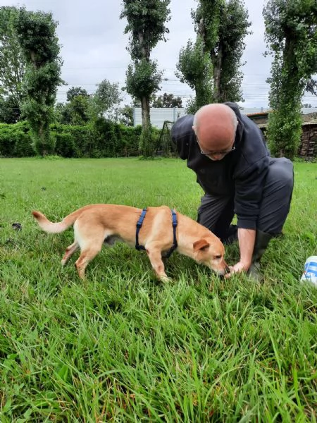 MILO dolce nonnino cerca casa | Foto 1