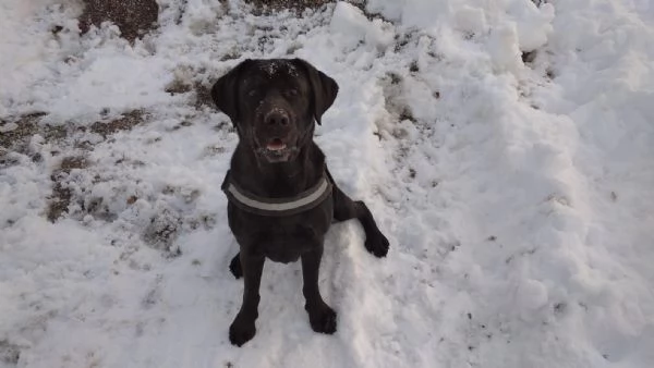 Regalo femmina di Labrador nera | Foto 2