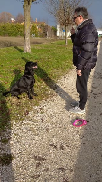 Regalo femmina di Labrador nera