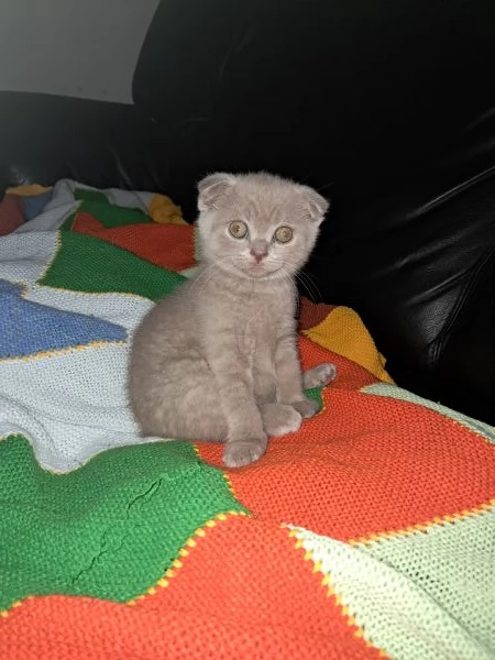 Scottish fold femmina 25 mesi 